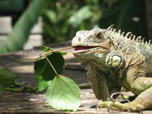 Travel Belize