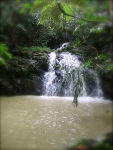 beauty in the jungle