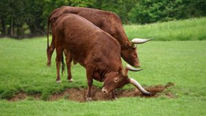 Bull by the Horns