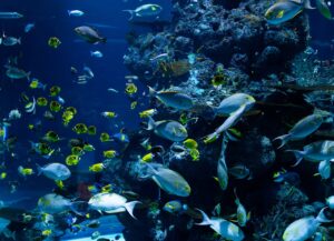 Best Marine Phytoplankton